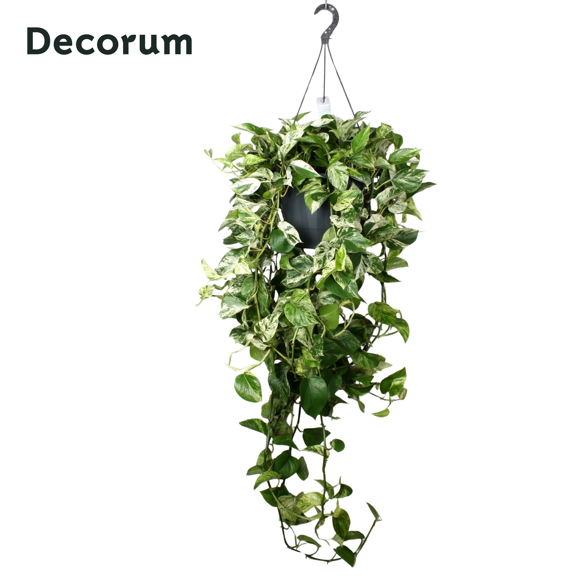 Picture of Epipremnum pinnatum Marble Queen hanging basket XXL P37 (LOOSE)