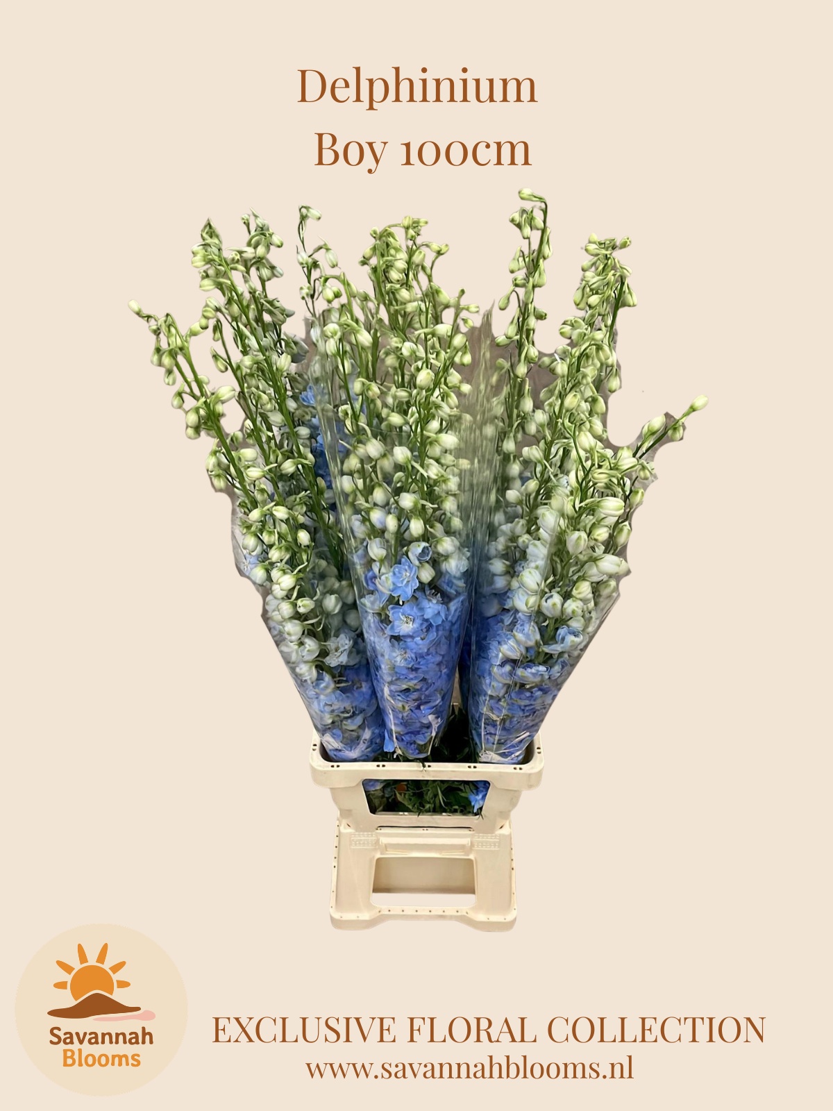 Delph Du Dewi Boy 100L.cm 23bloei