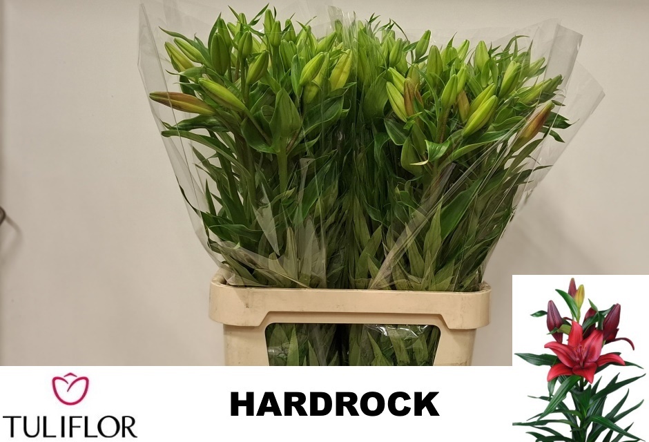 Lilium La Hardrock 100cm 4/5bl