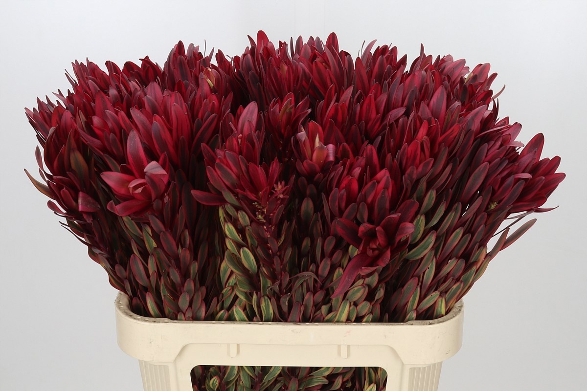 Leucadendron Jester 80cm
