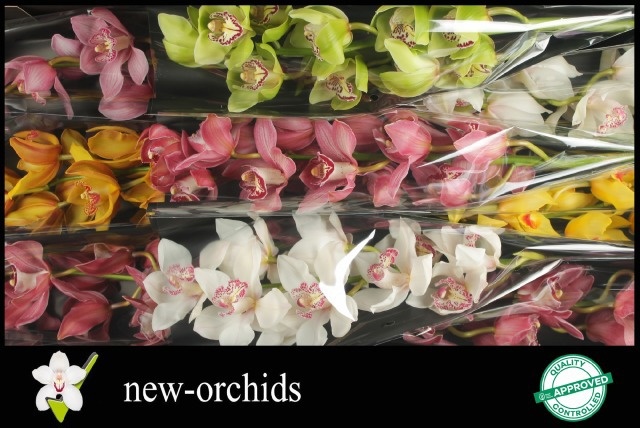 Cymbidium Asst 9bl