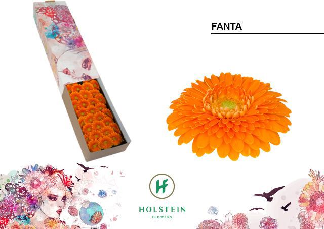 Ge Bv Pom Fanta