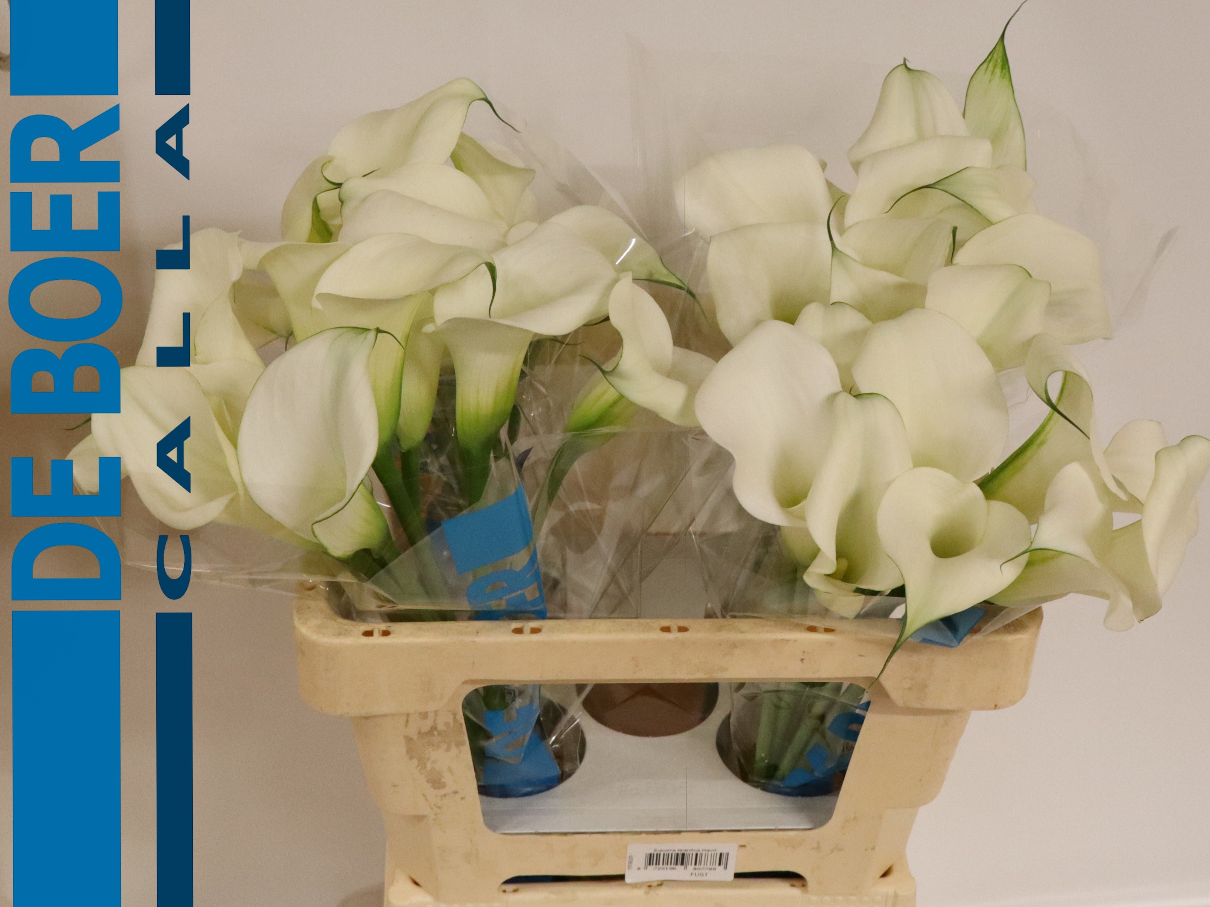 Calla Capt Ventura 55cm