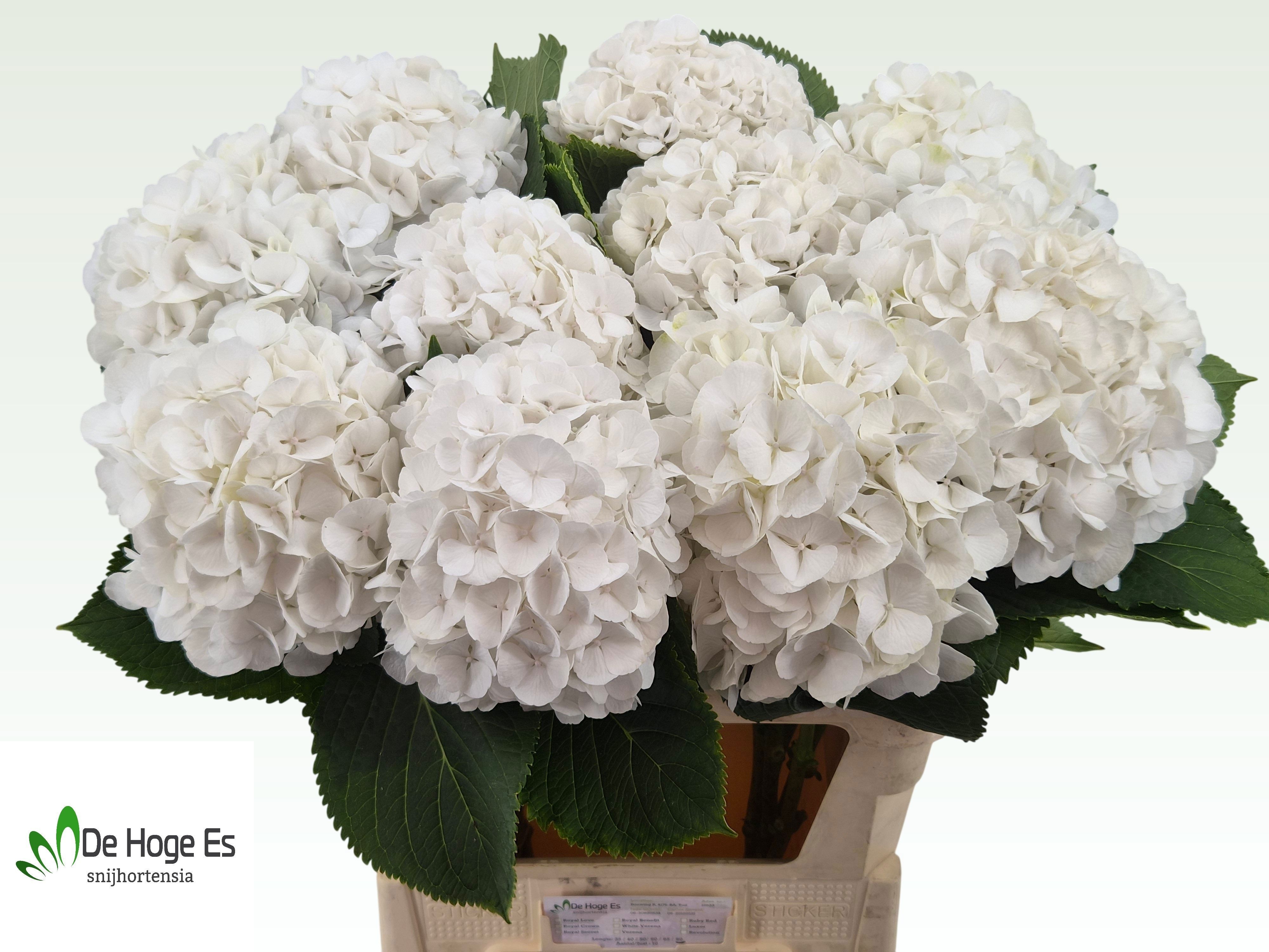 Hydrangea White Verena 80cm 21Ø