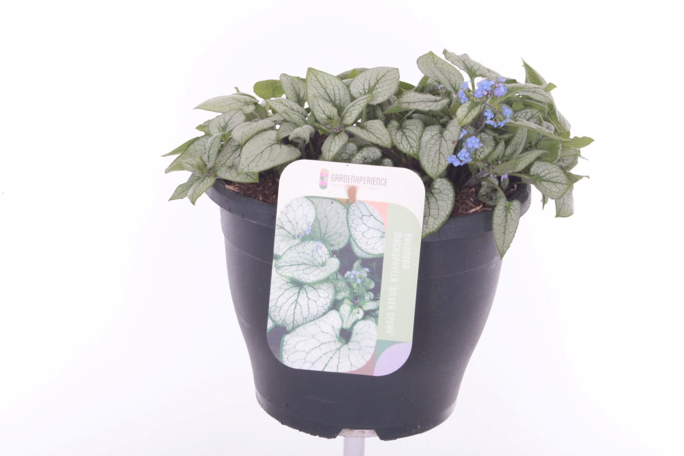 Brunnera macrophylla 'Silver Spear'