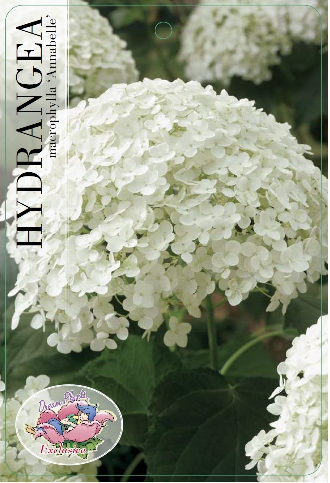 Picture of Hydrangea arb. 'Annabelle' C3 (19cm.)