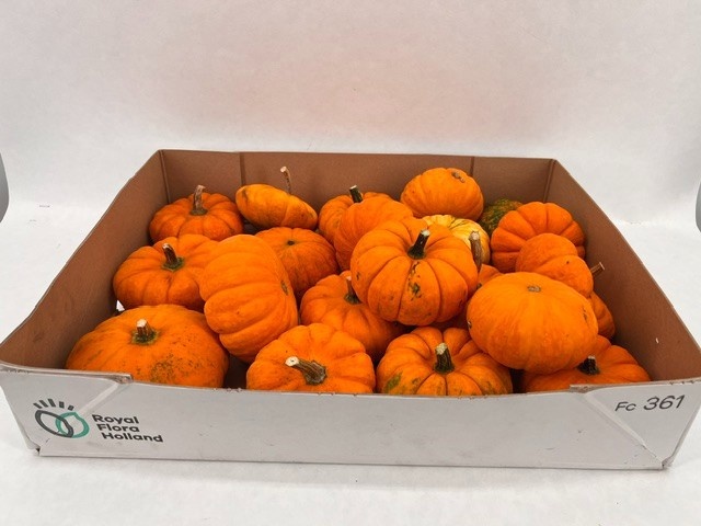 Cucurbita Jack Be Little