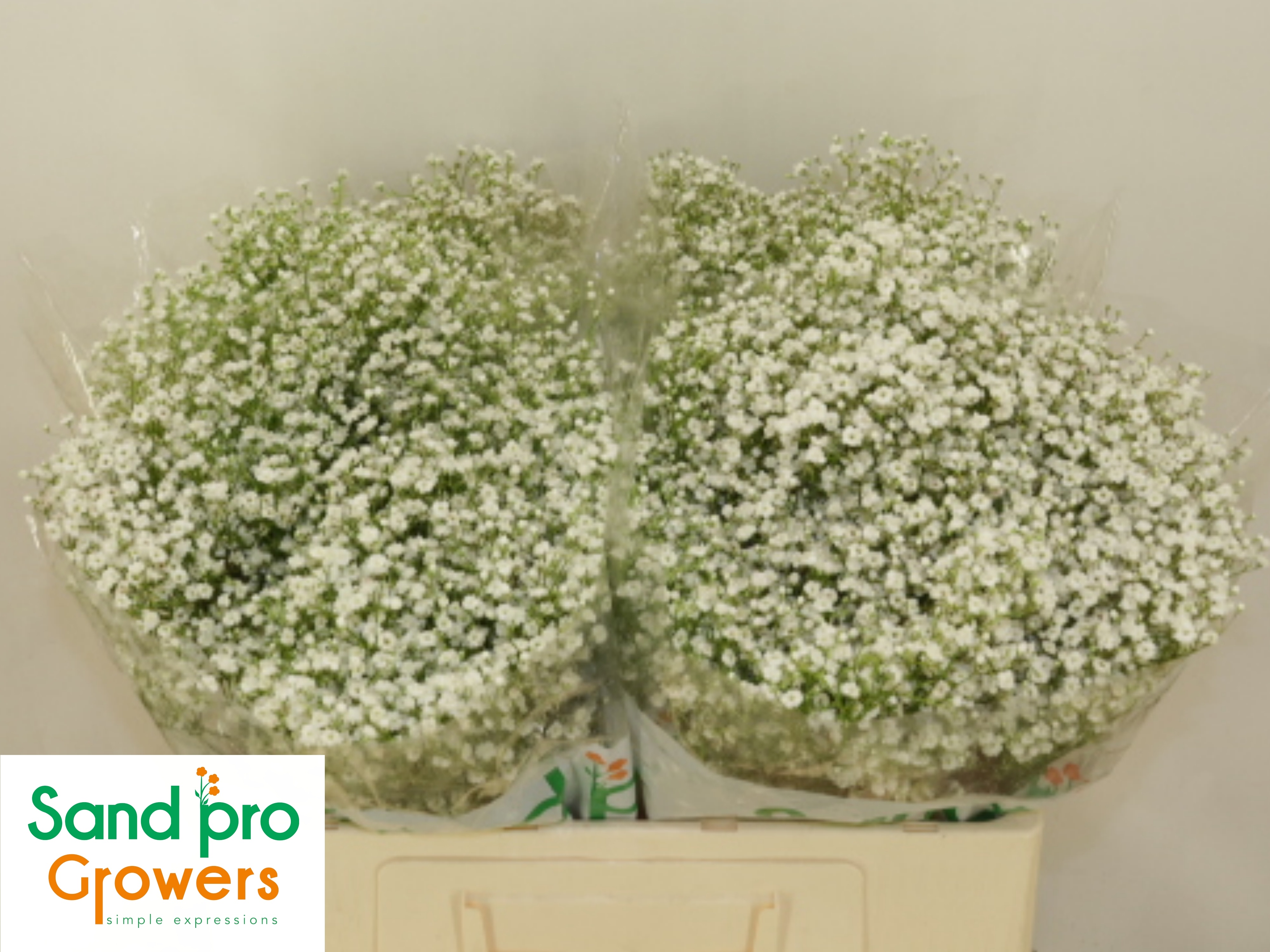 Gypsophila Discovery 50cm 6gram