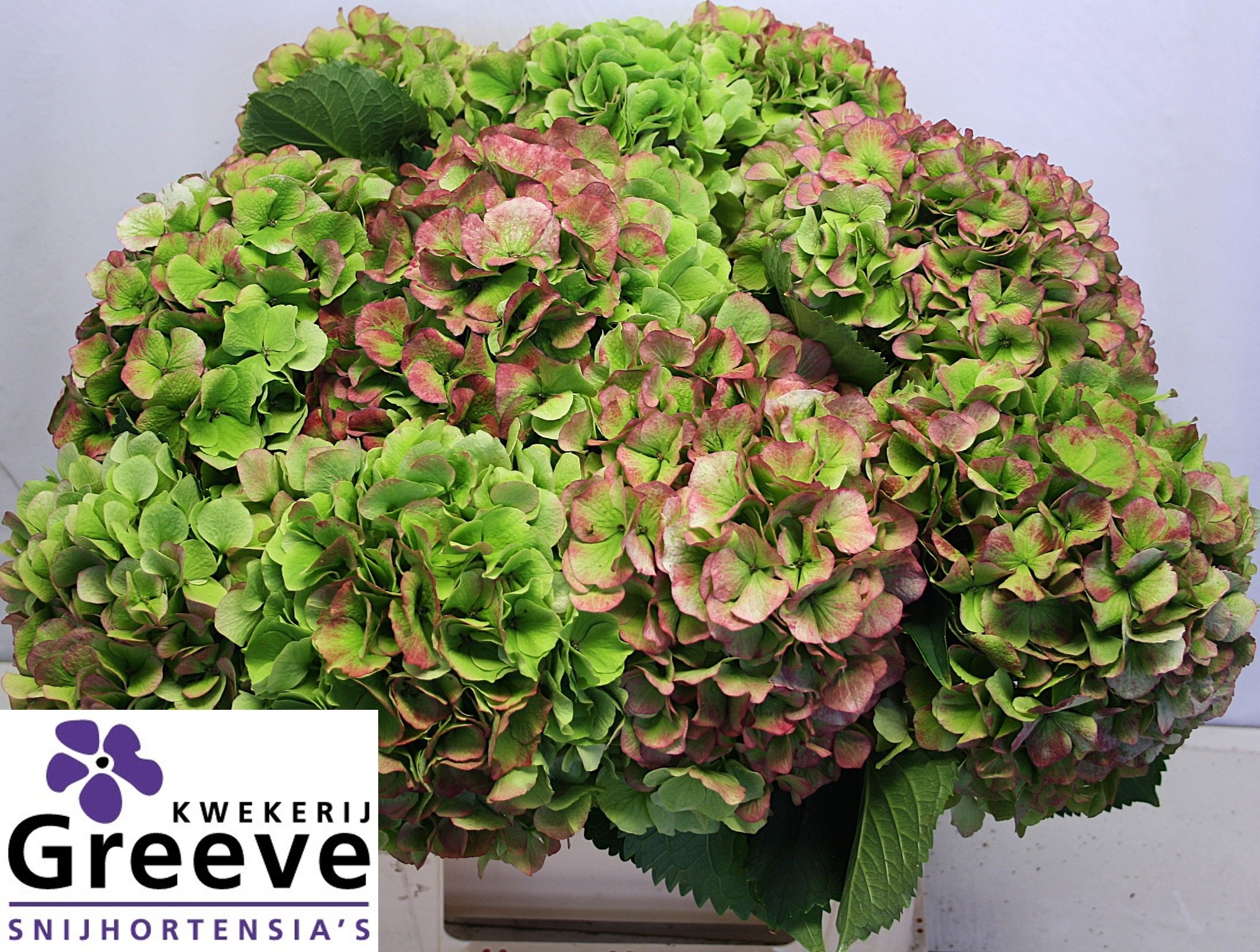Hydrangea Verena Classic Pink 60cm 26Ø