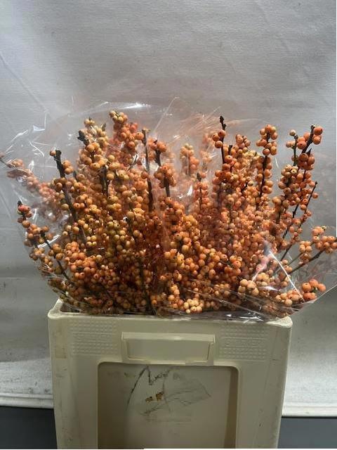 Ilex Winter Gold 60cm
