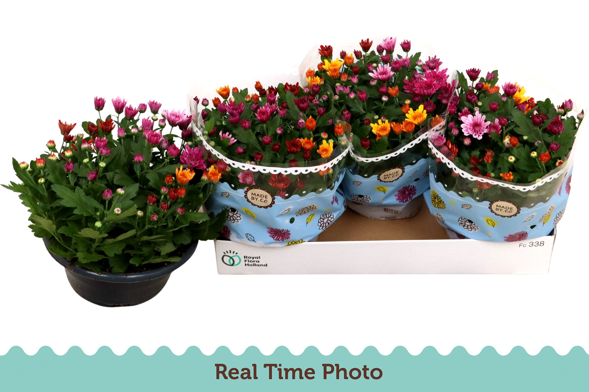 Chrys Mo Aub Gem Pot 23Ø 27cm