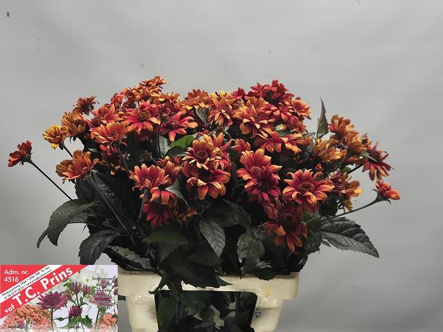 Heliop Red Shades 70cm