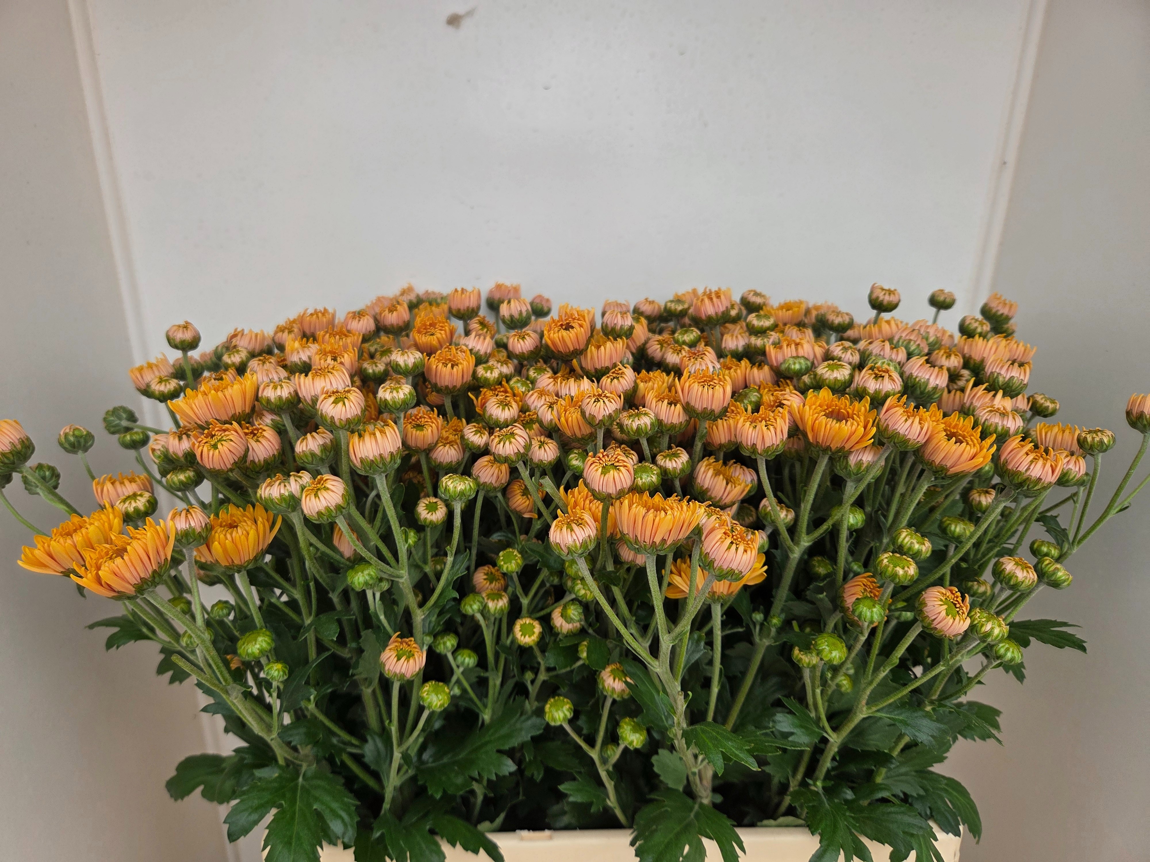 Chrys Santini Ellison Sunny 60cm
