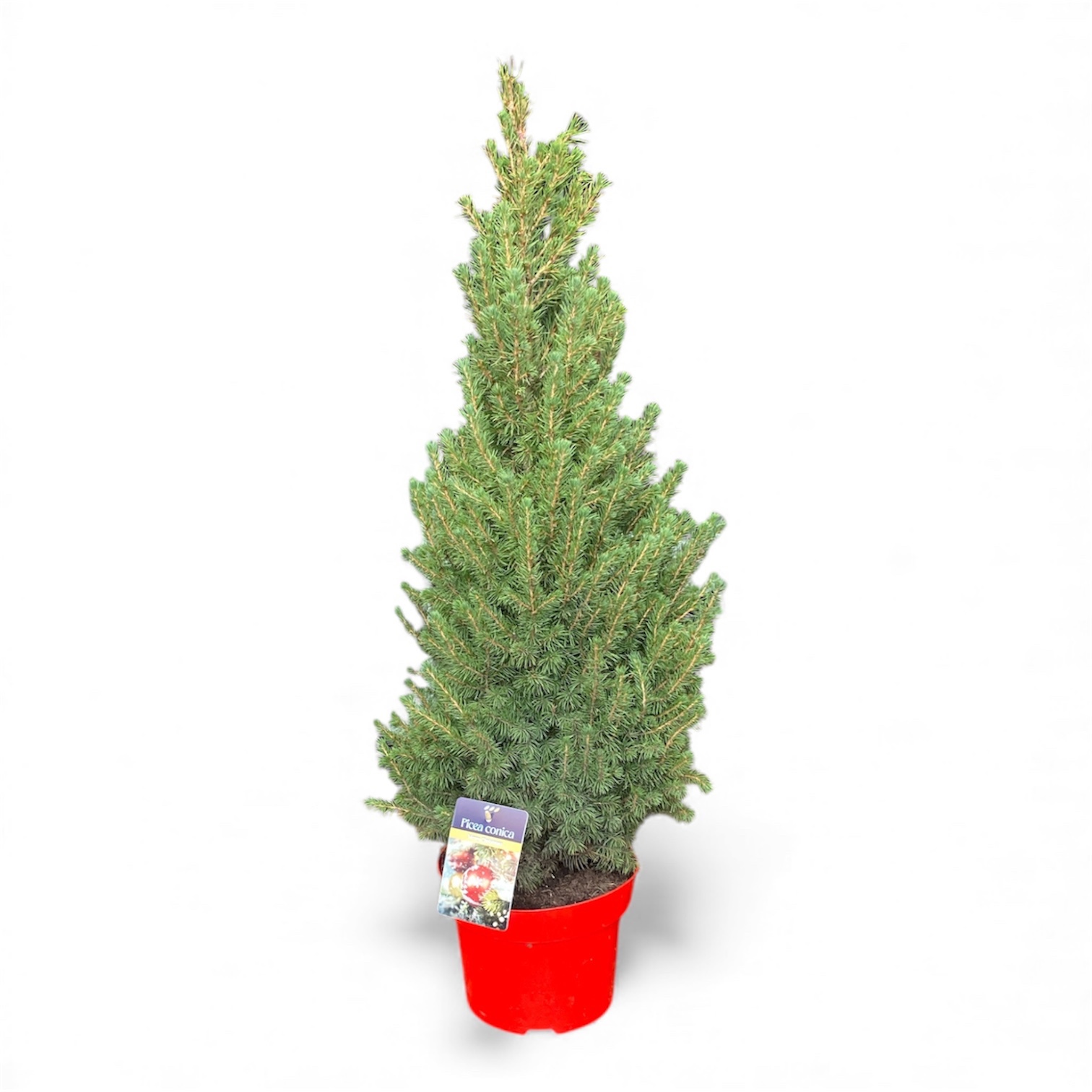 Picea gl. 'Conica' Rood ( )