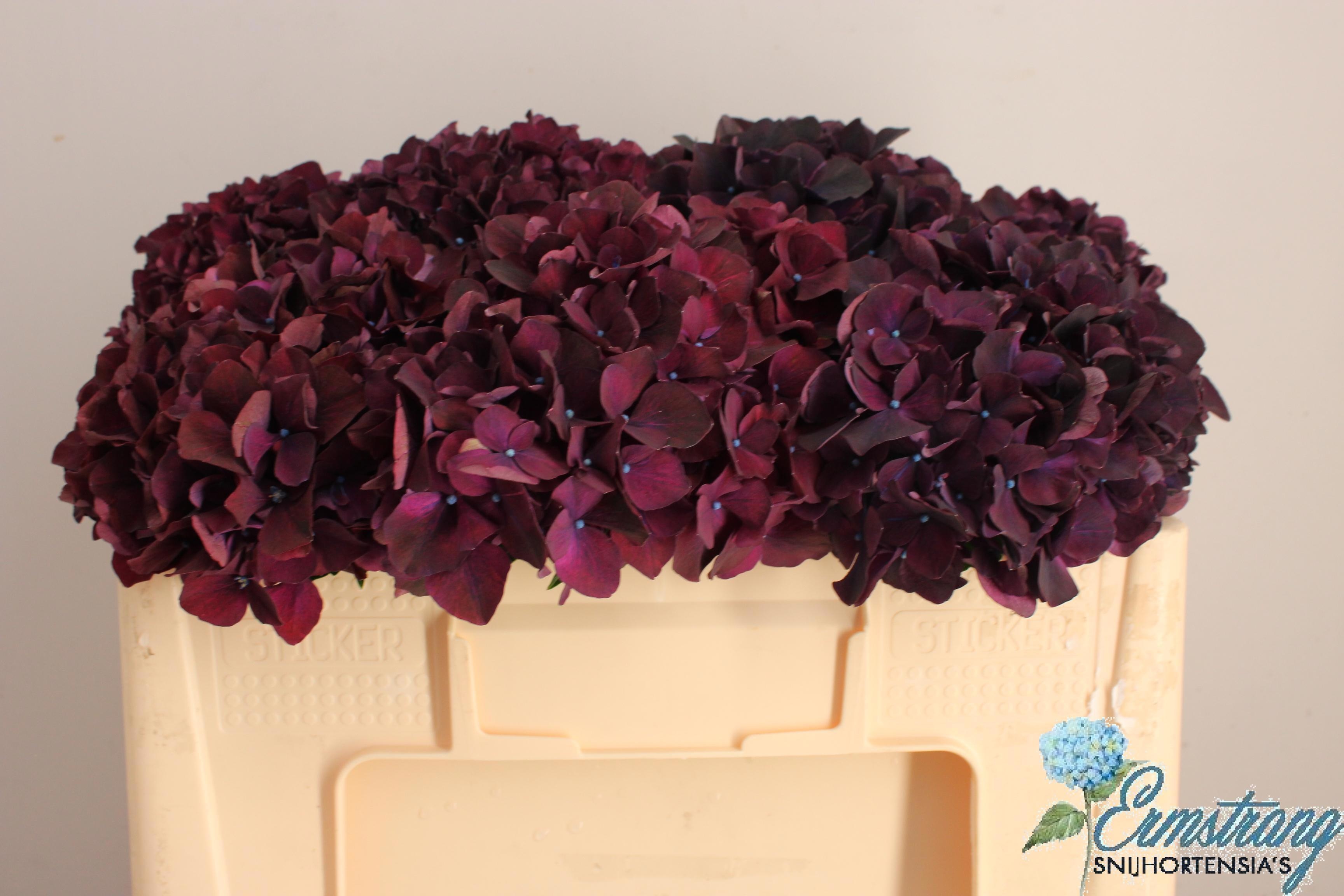 Hydr M Mag Dark Ruby