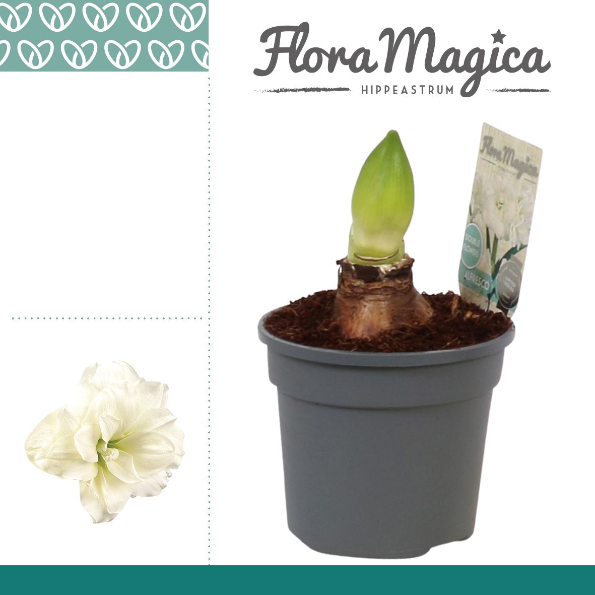 Amaryllis (D-D) 'Alfresco'