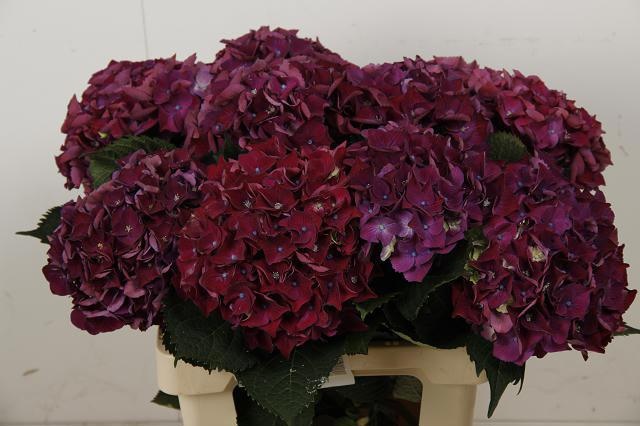 Hydrangea Mon Amour Purple 60cm 16Ø