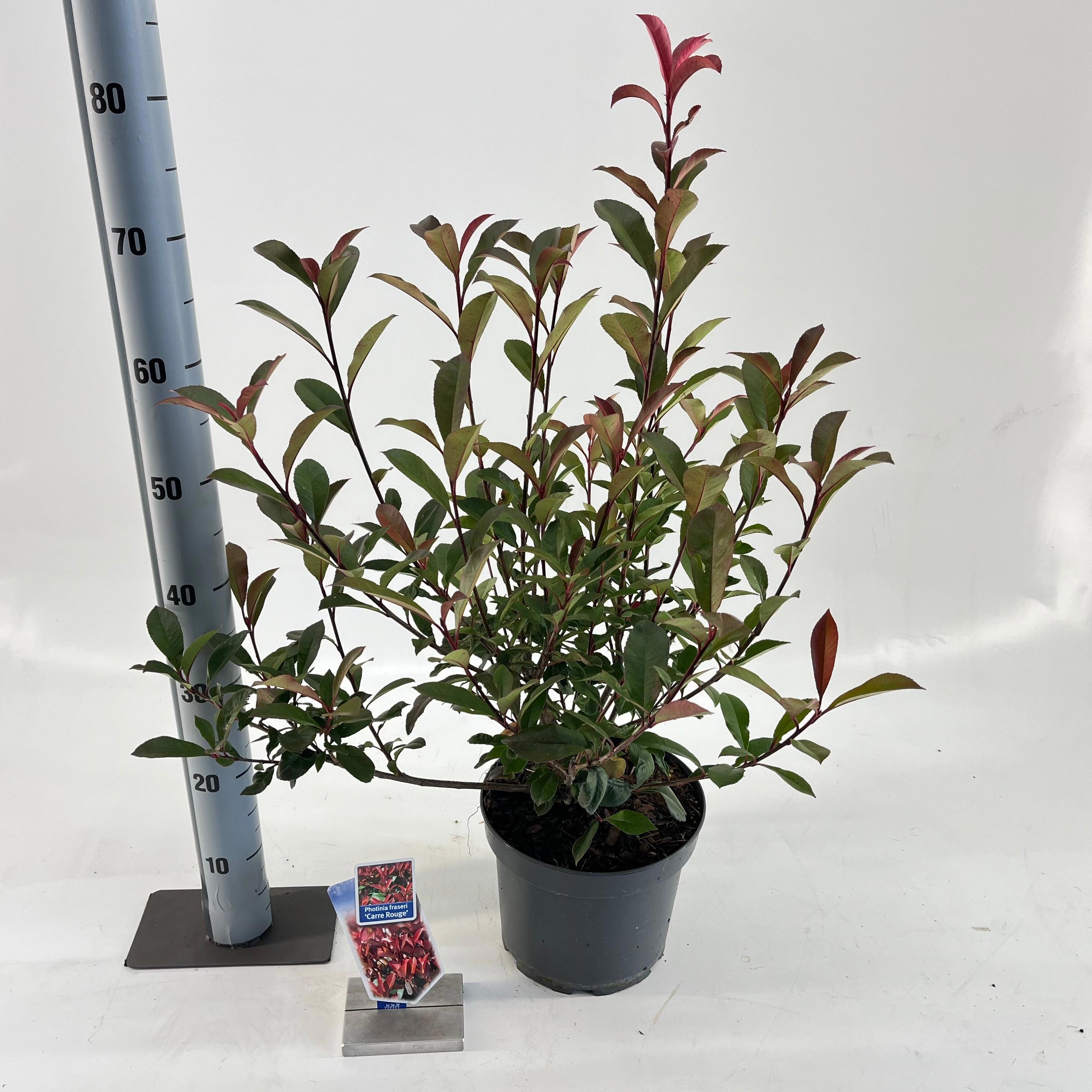 Picture of Photinia fraseri 'Carré Rouge'