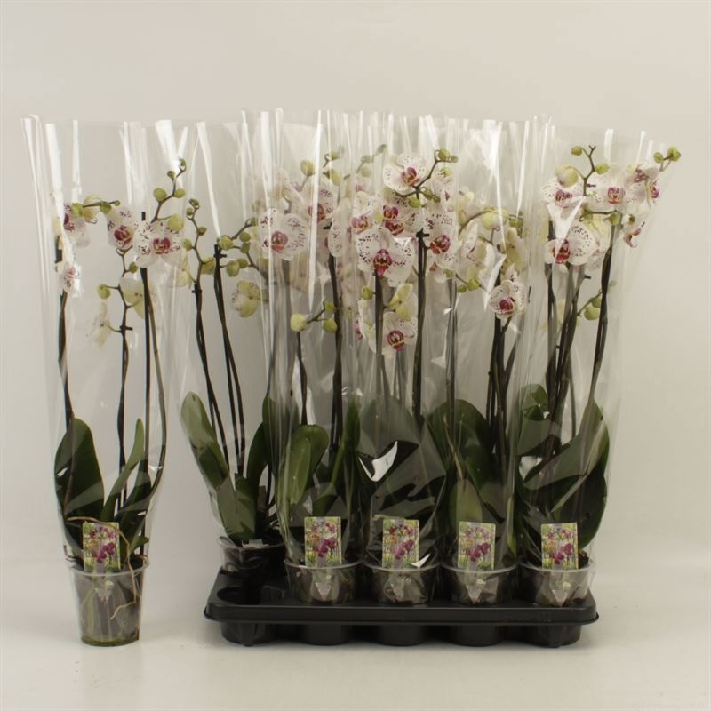Phal Calypso 12P 70H 3TAK 20bloem 12bloei