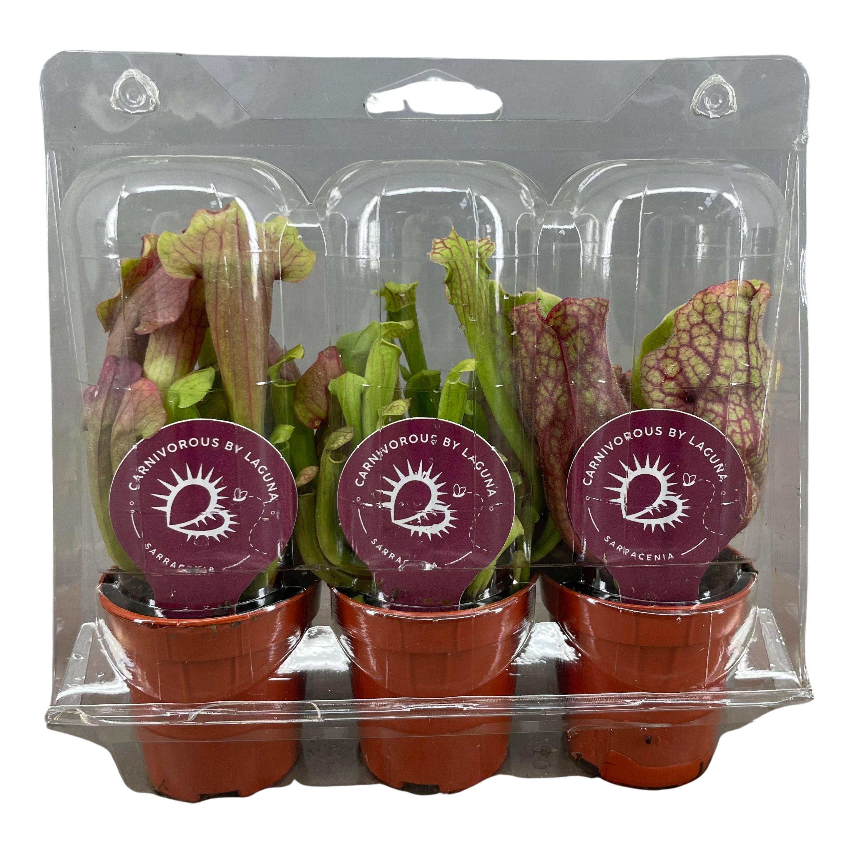 Picture of Sarracenia Carnivorous varieties 3 pieces in blister P6 18cm