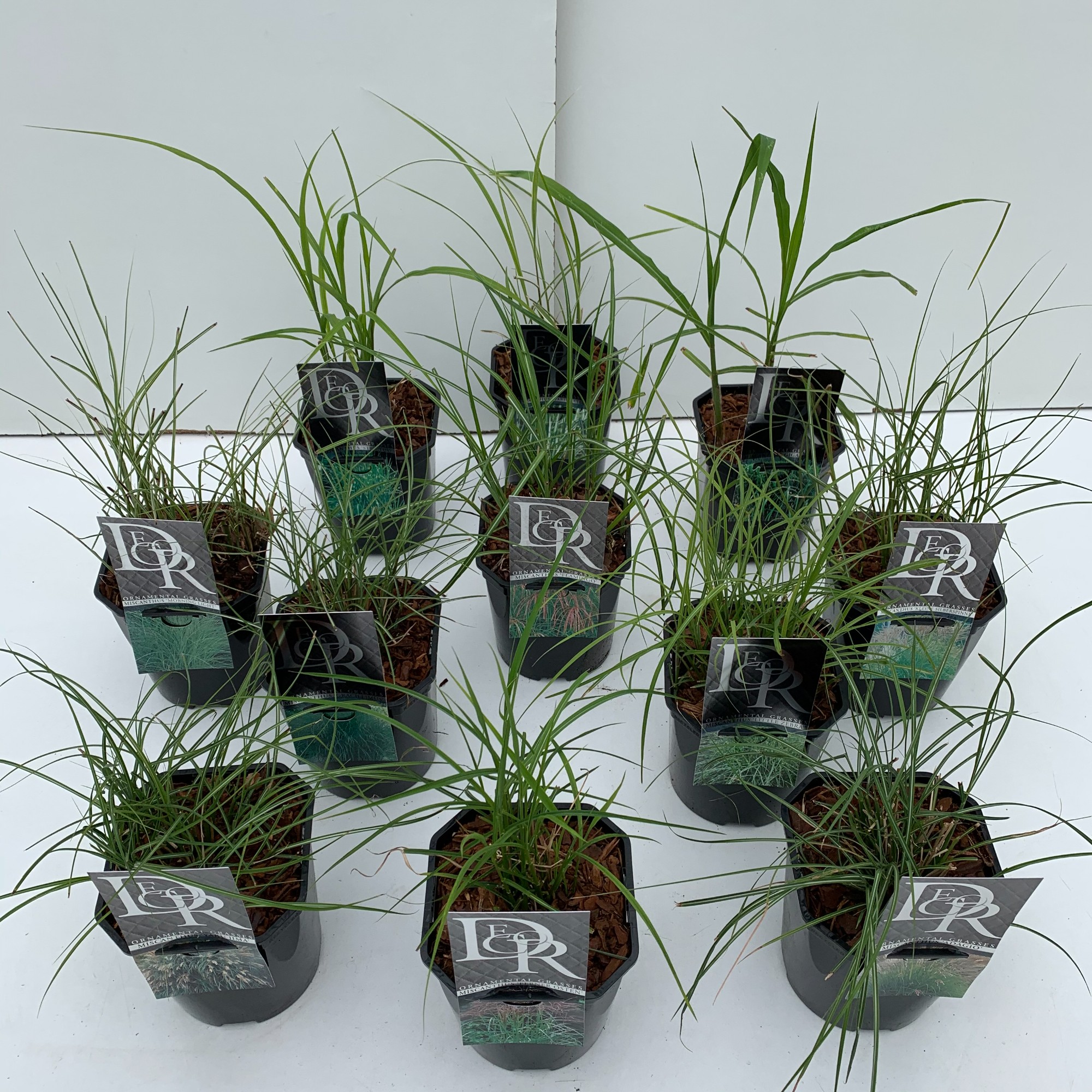 Picture of Grasses in varieties exclusive P17 (2 Ltr) Square