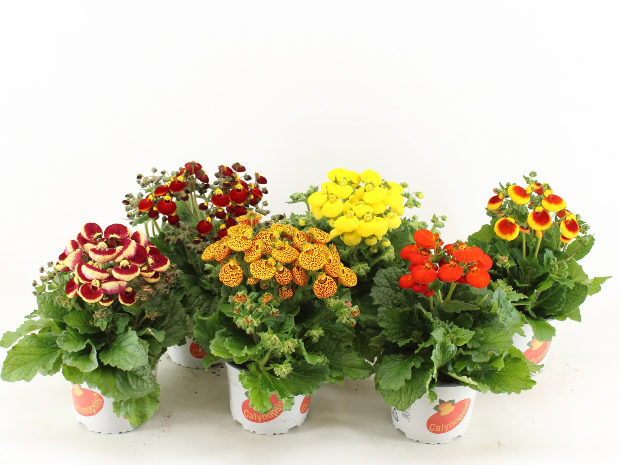 Calceolaria Calynopsis gemengd