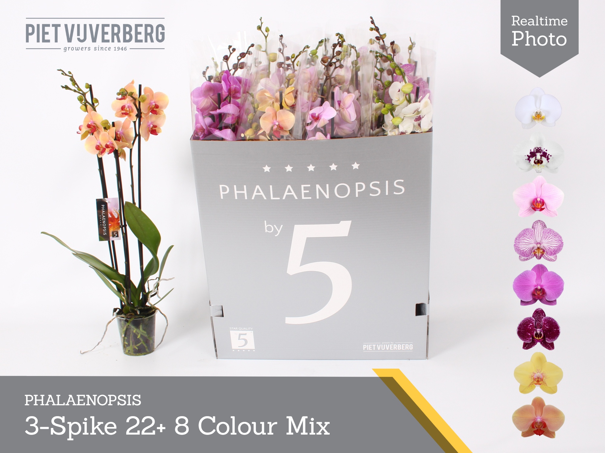 Phal Gem 8 Kl 12P 70H 3TAK 22bloem 23bloei