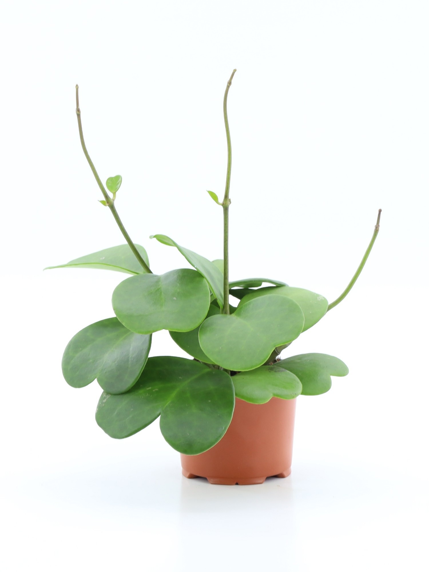 Hoya Kerrii 12P 35H