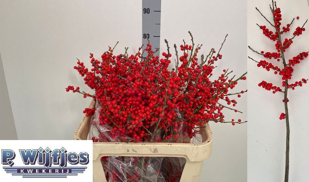 Ilex Verticlilata 80cm