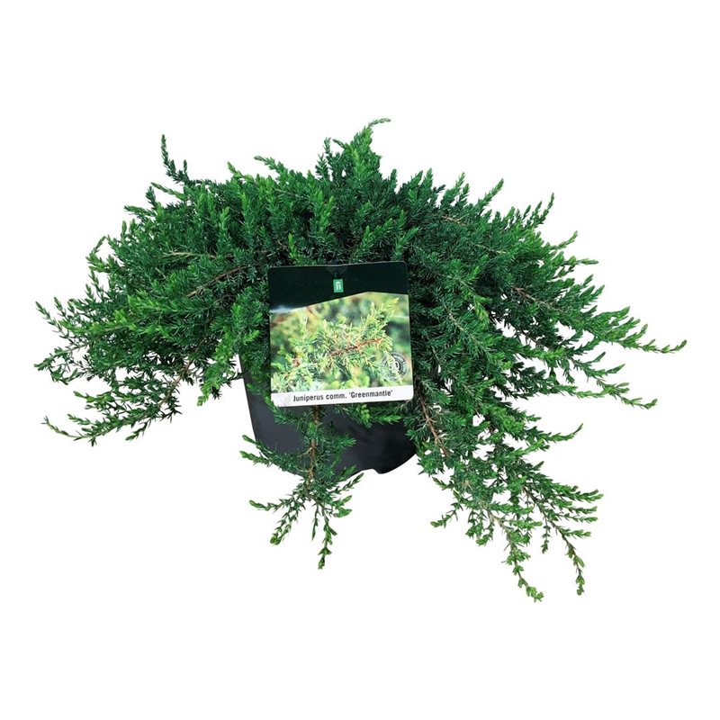 Picture of Juniperus comm. 'Greenmantle'