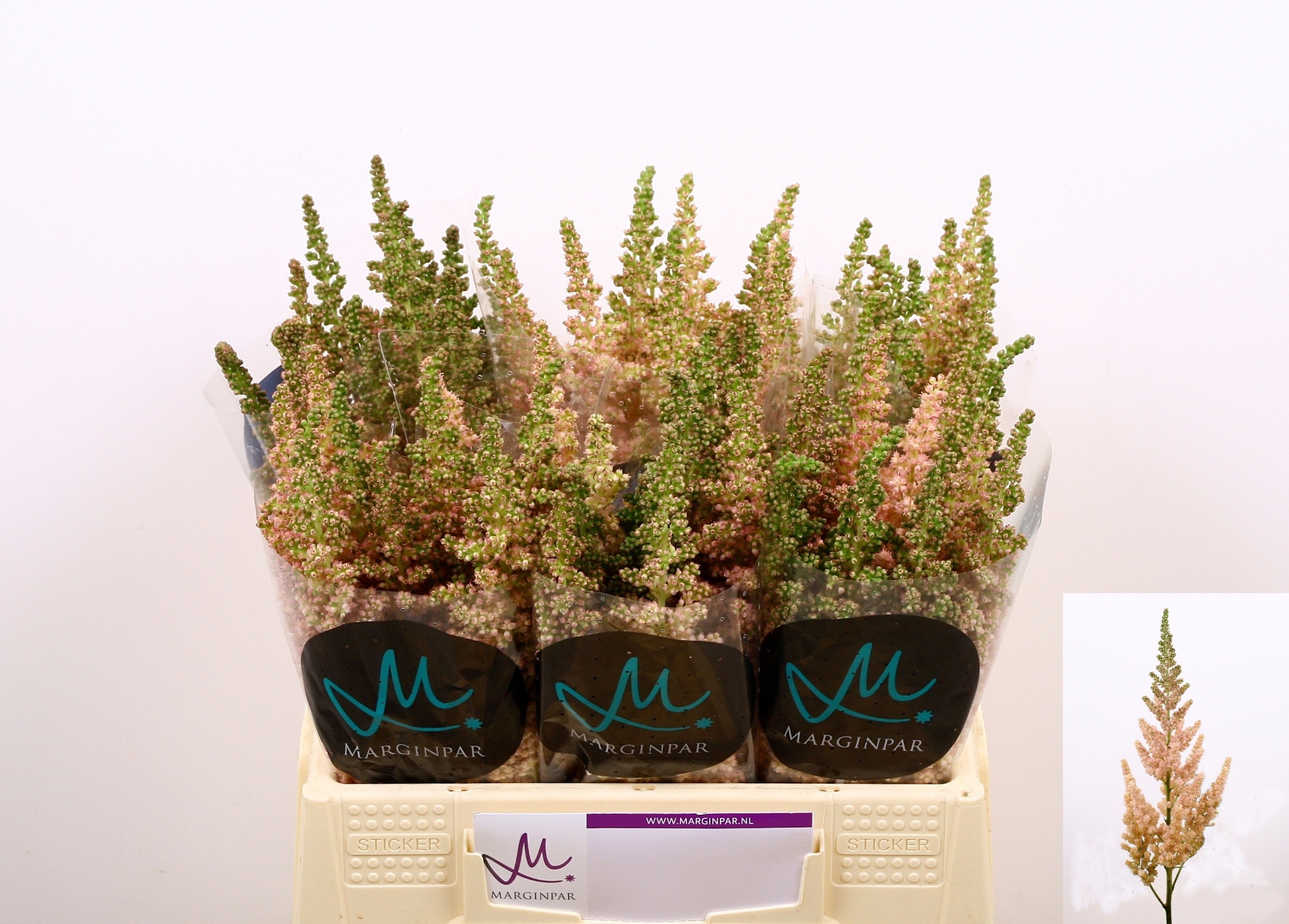 Astilbe Inferno 45cm