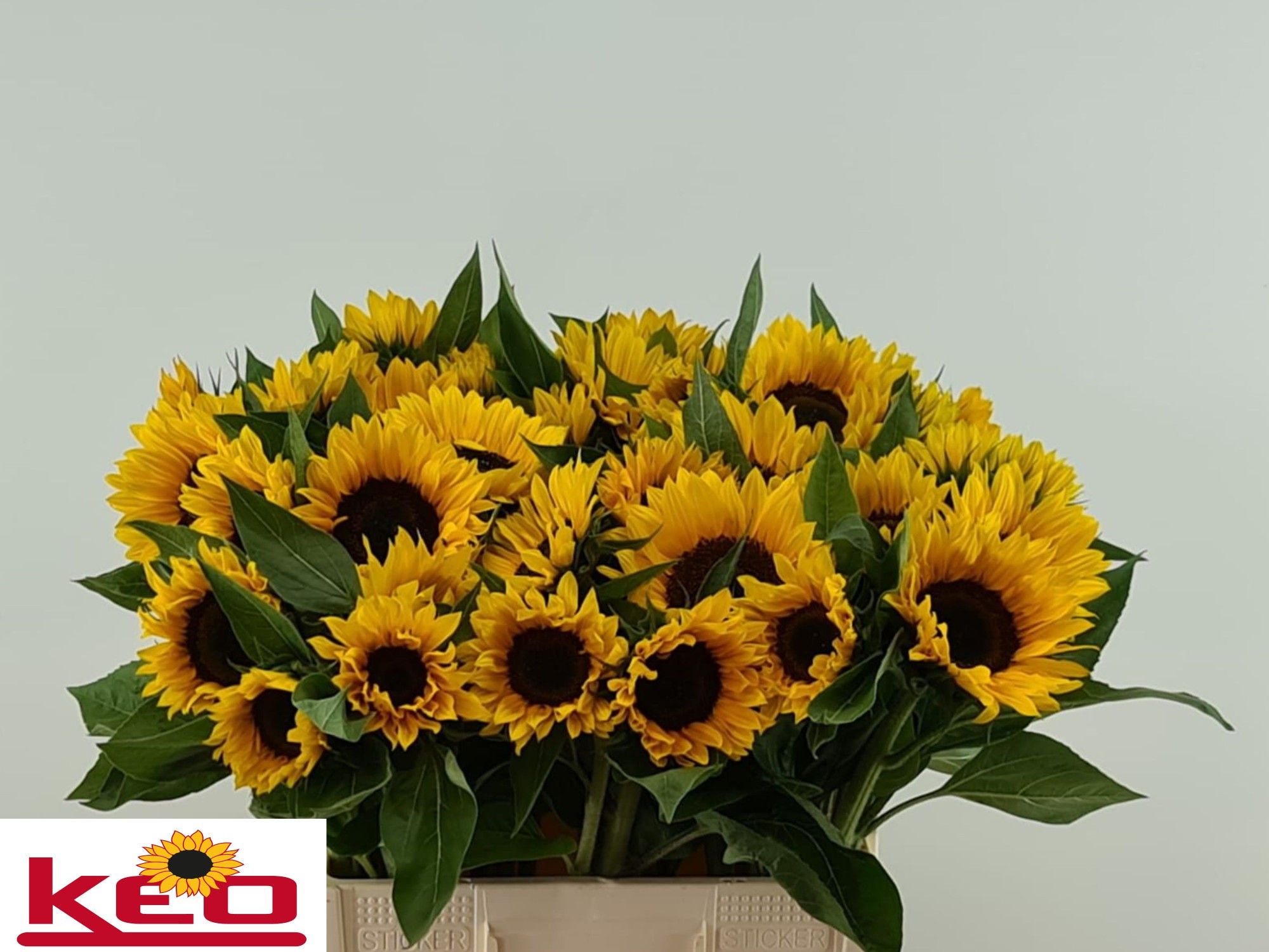 Helianthus Sunrich Or 60cm