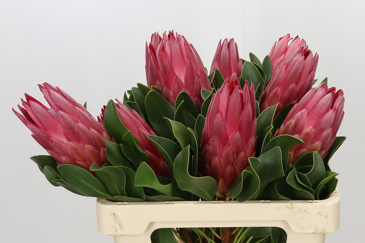 Protea Cy Madiba