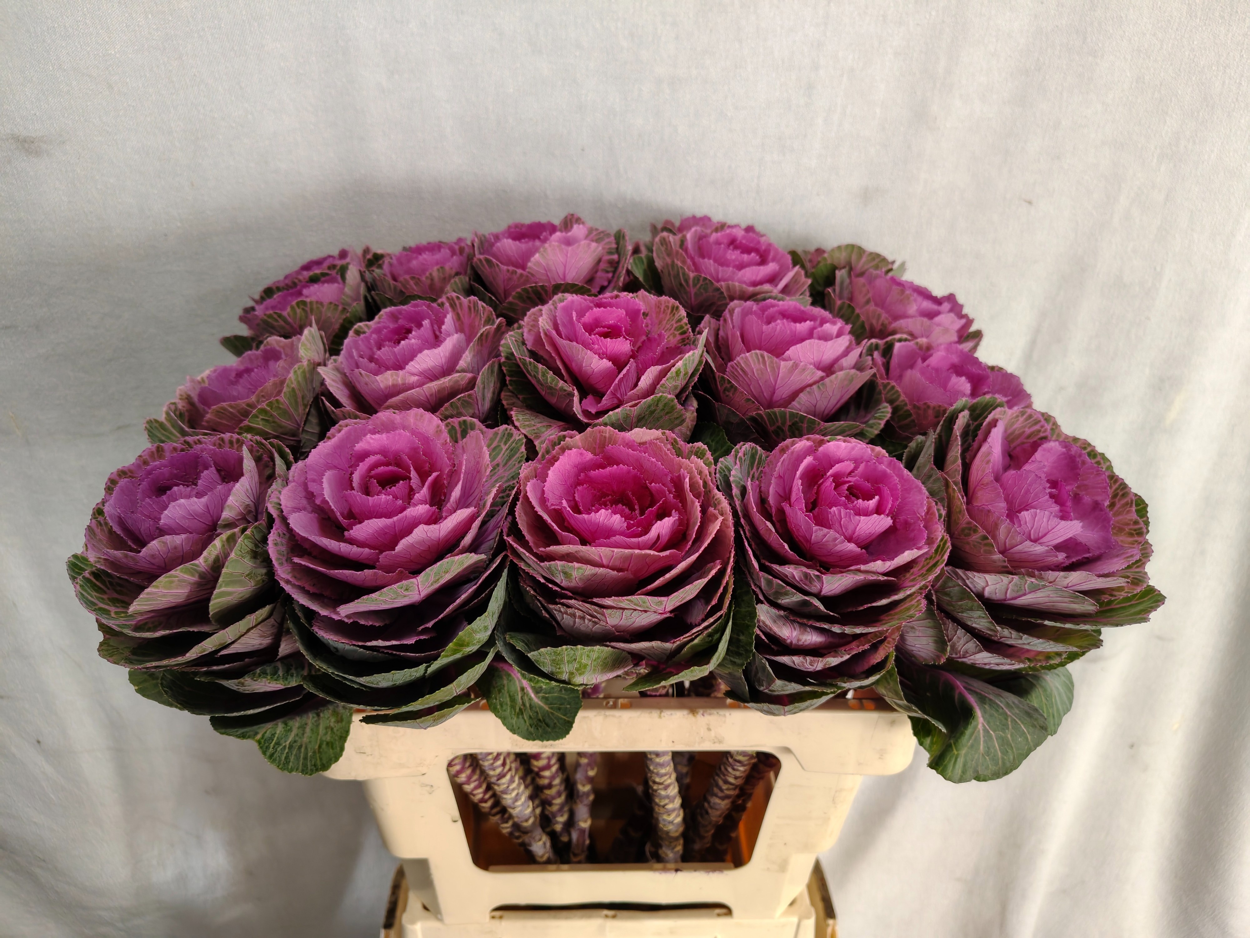 Brassica Condor Red 60cm