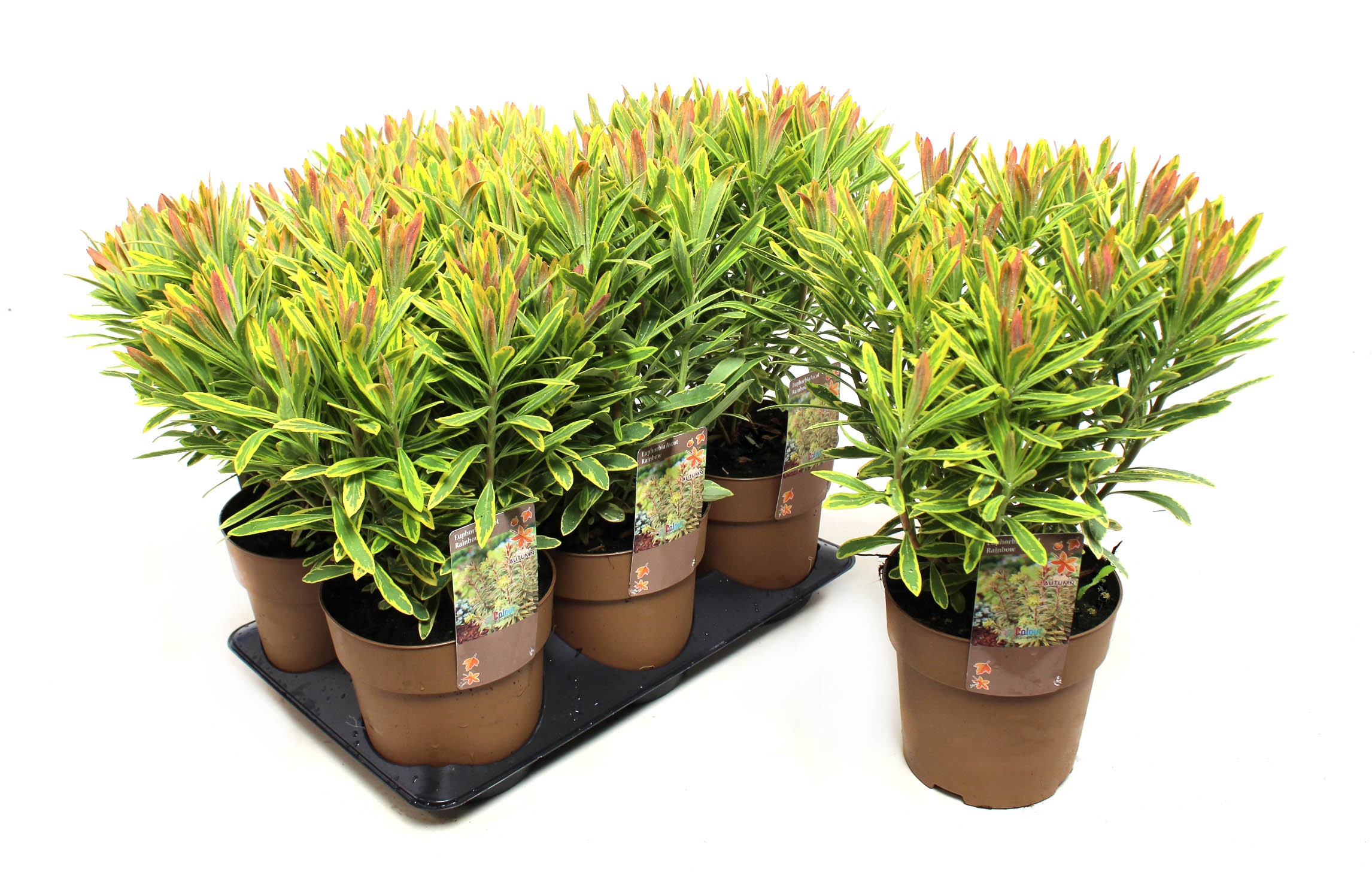 Picture of Euphorbia Ascot Rainbow P15