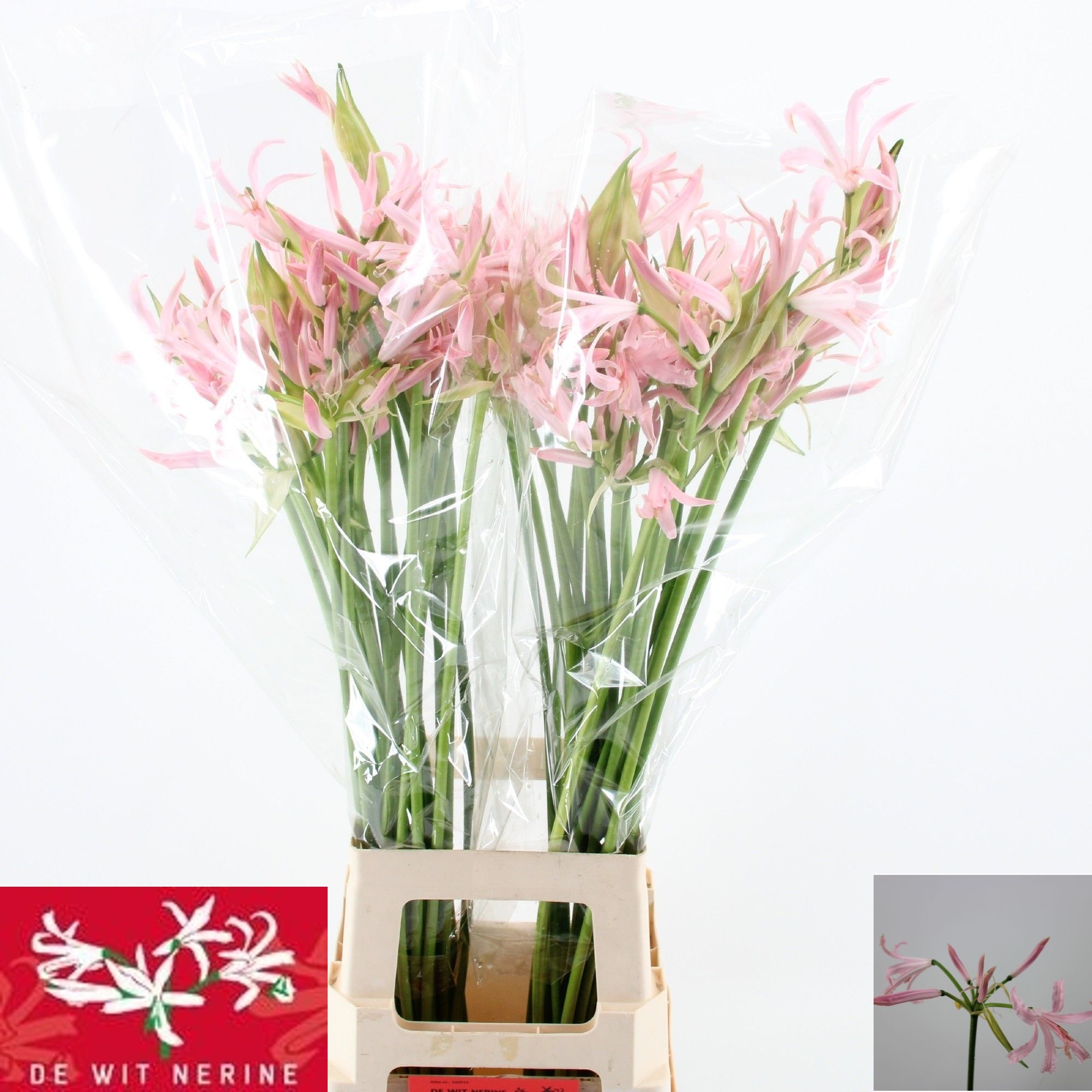 Nerine Sofie 70cm