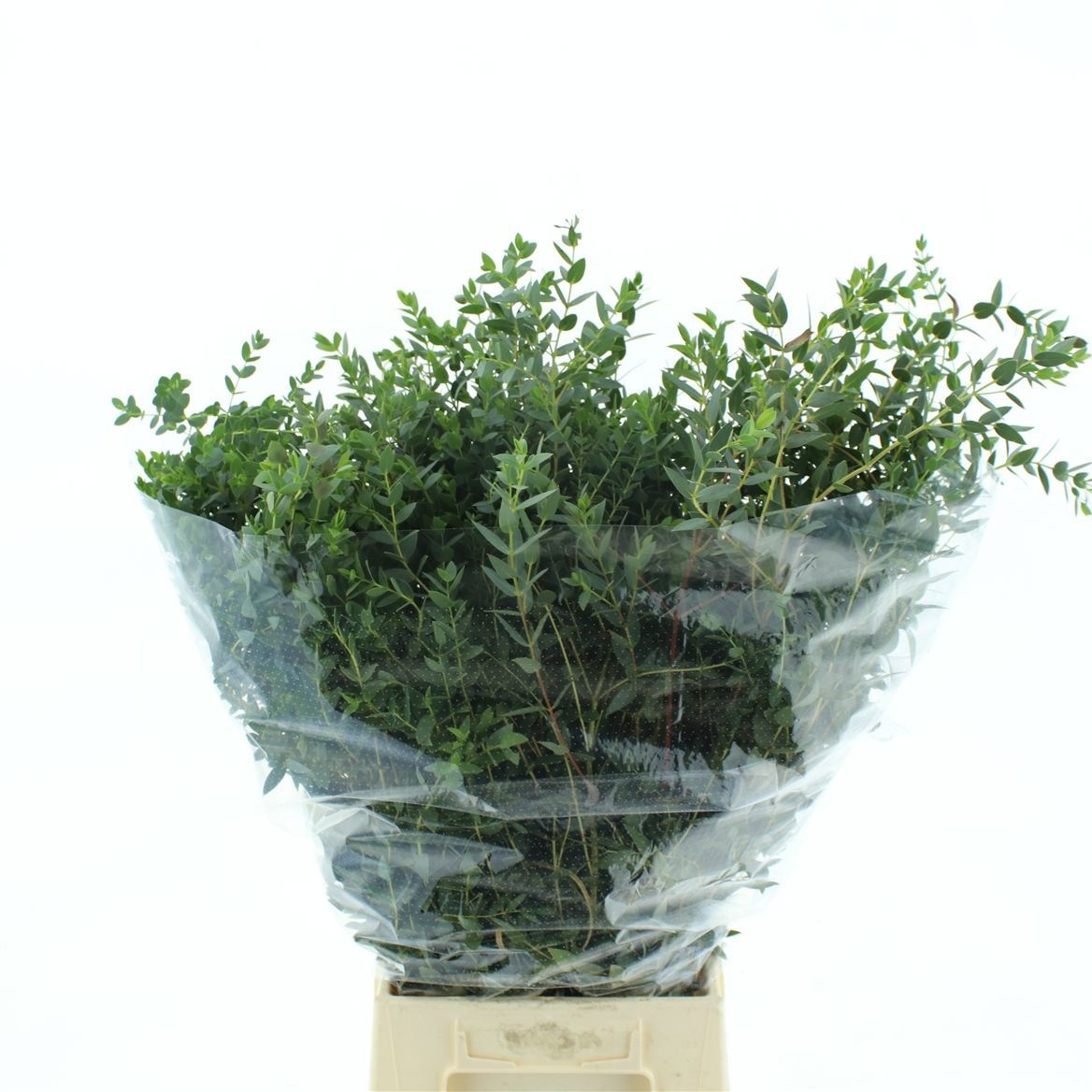 Euc Parvifolia P Bs