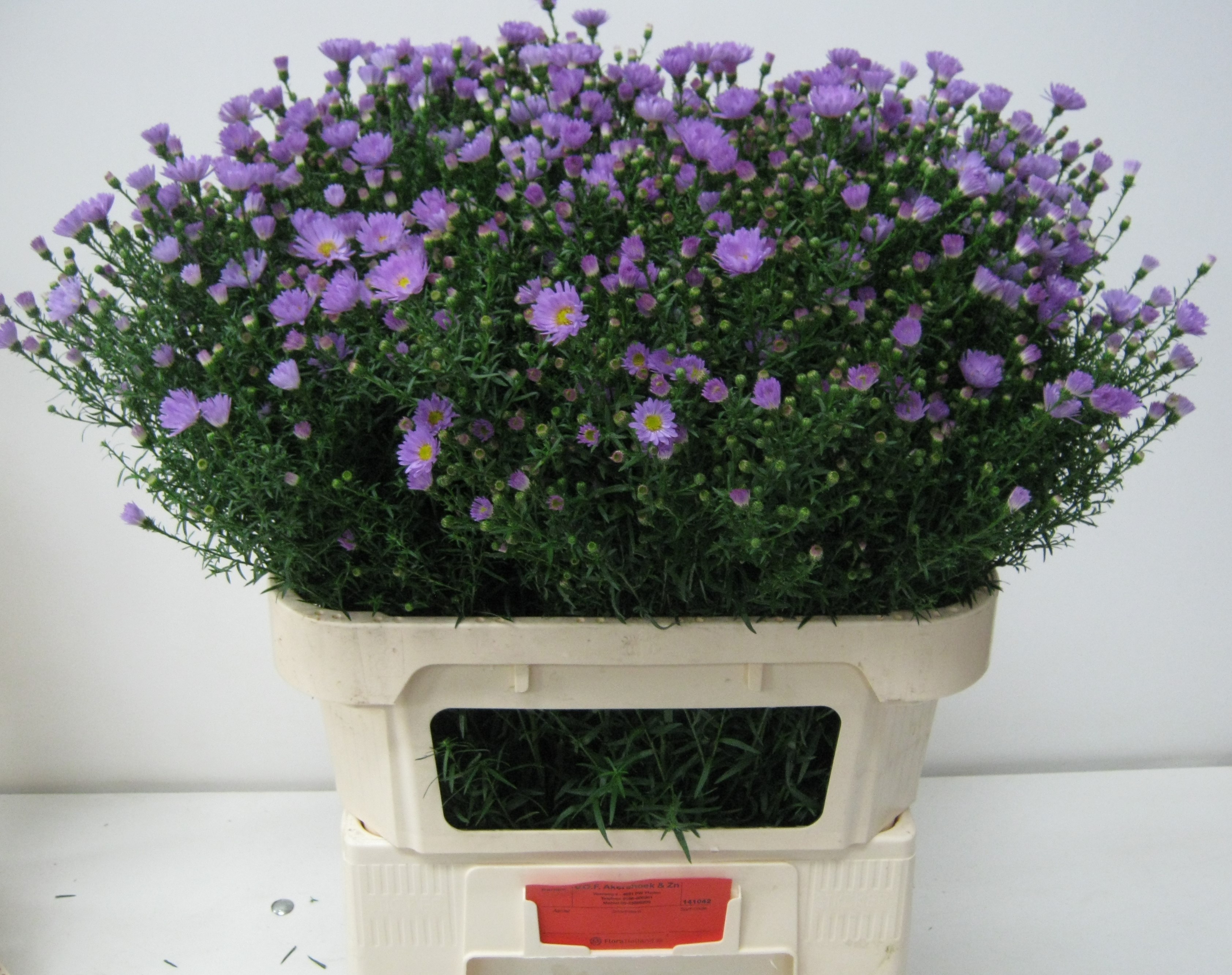 Aster Cassandra 80cm 45gram