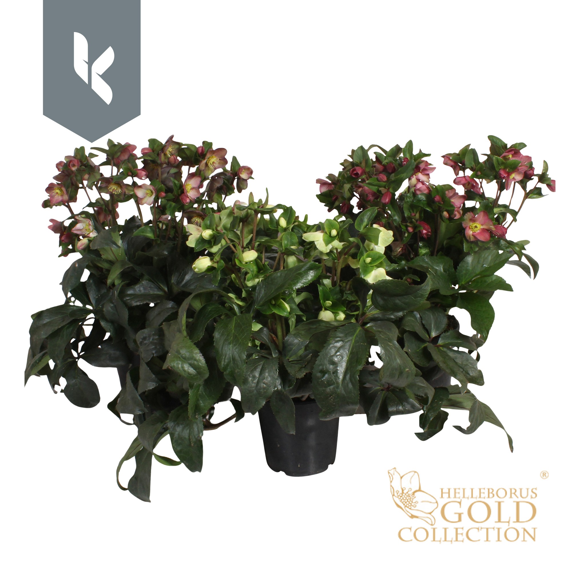 Picture of HGC Helleborus Ice N' Roses in varieties P19 (3 Ltr) GOLD-COLLECTION