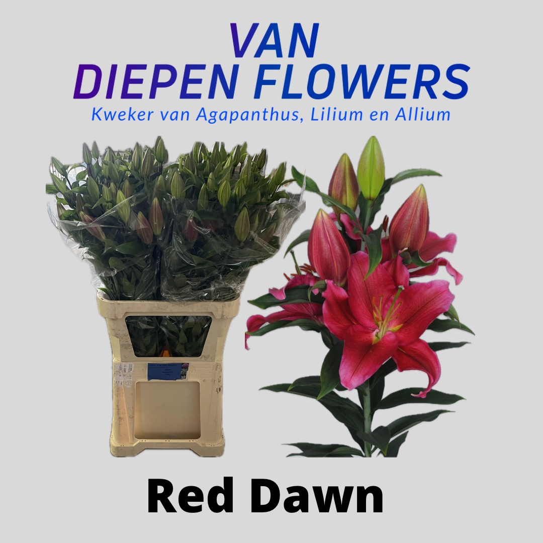 Li Or Red Dawn
