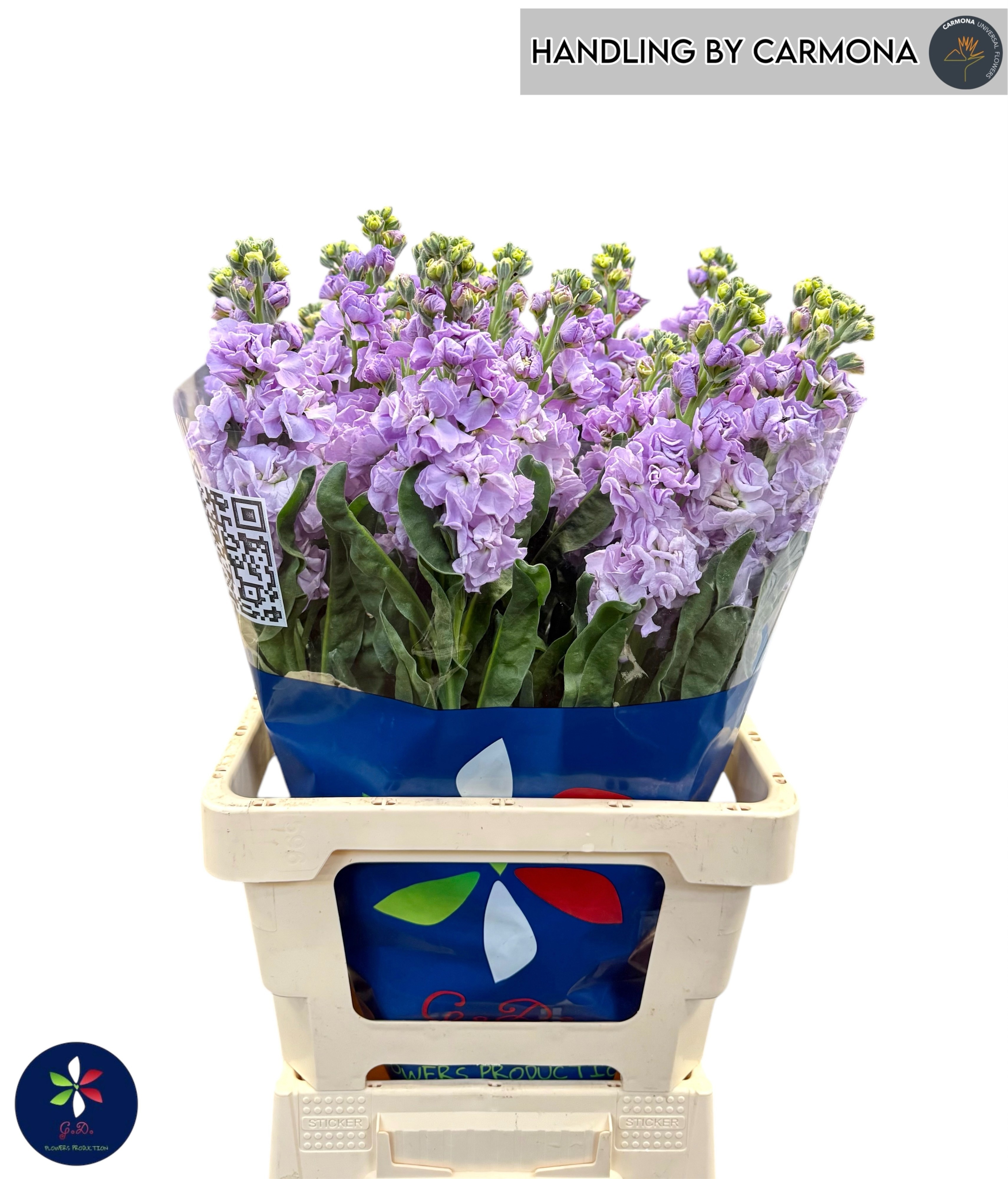 Matthiola Iron Marine 60cm