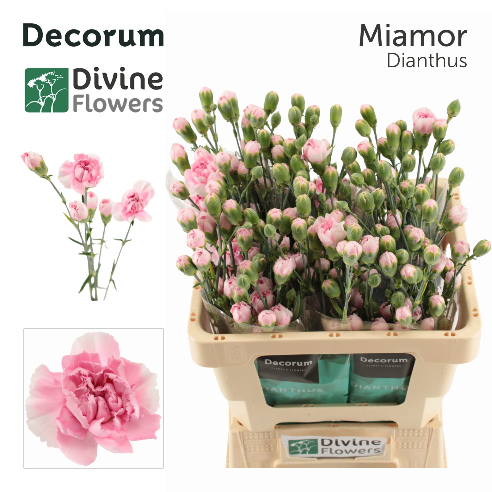 Di Tr Miamor 60cm