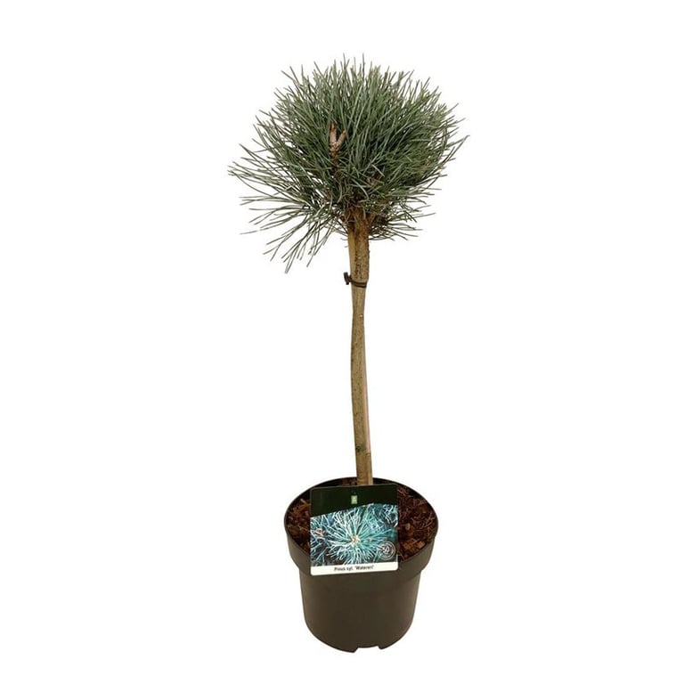 Picture of Pinus sylv. 'Watereri'