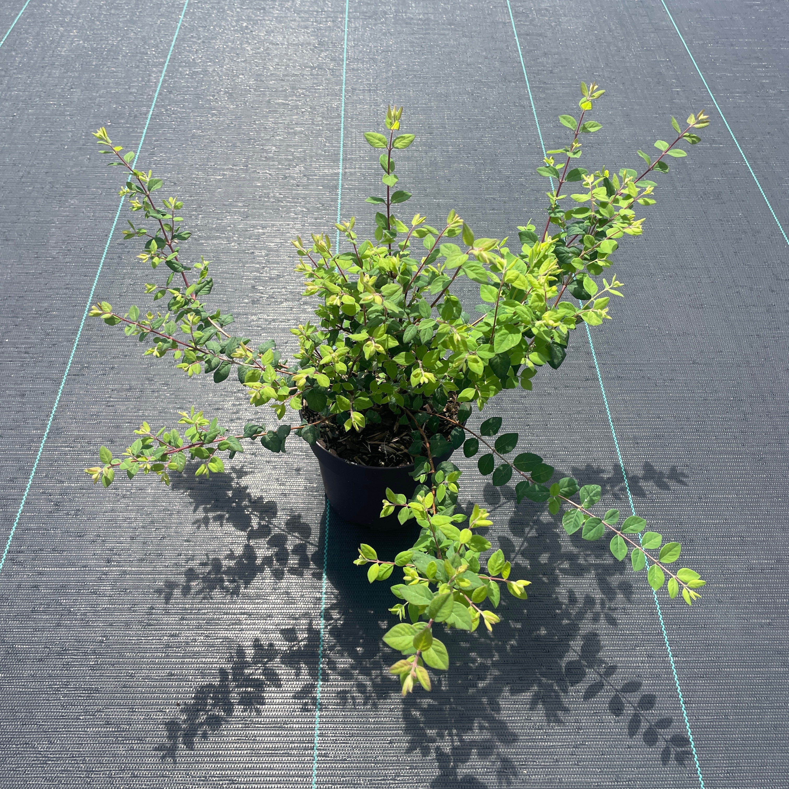 Symphoricarpos chenaultii 'Hancock'