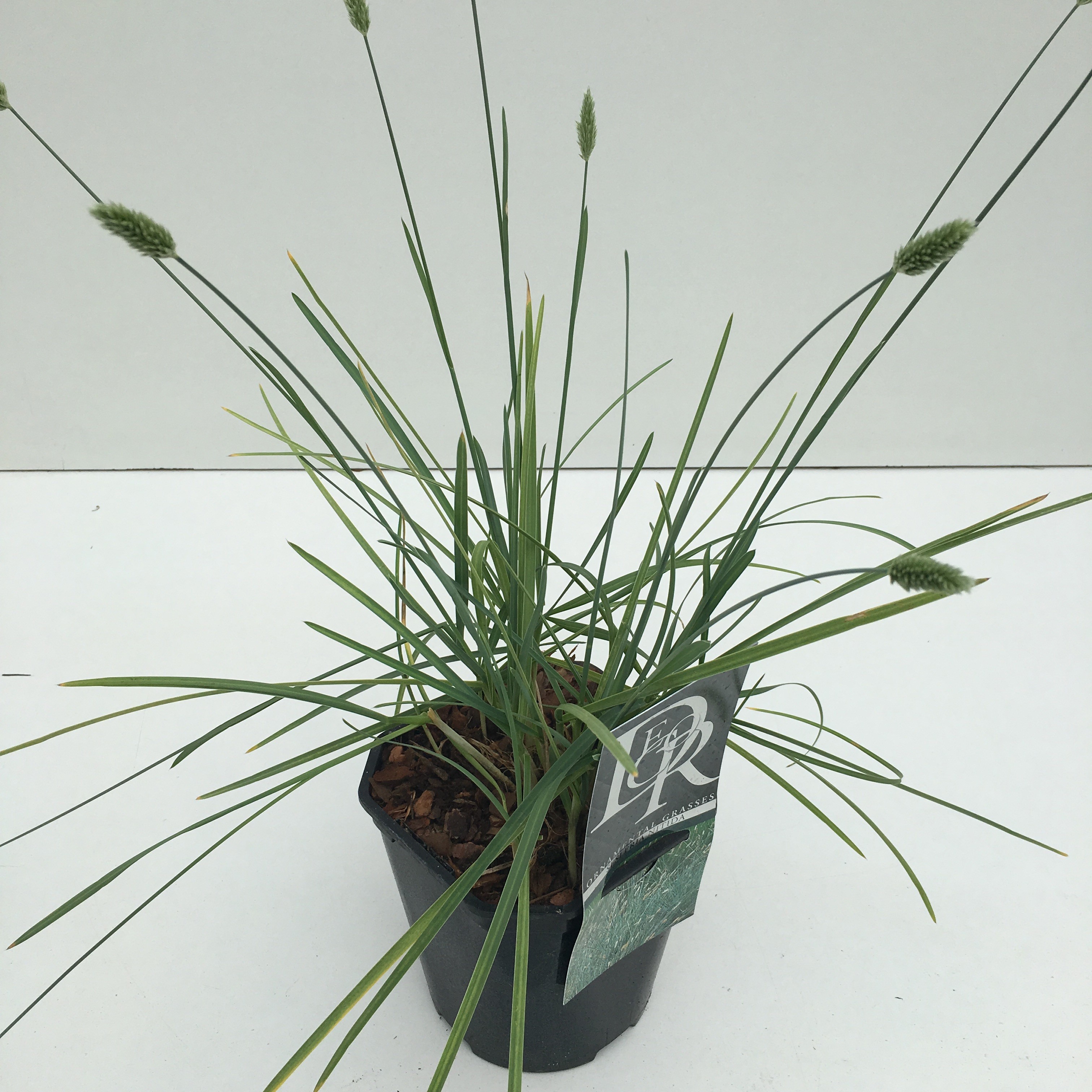 Sesleria nitida
