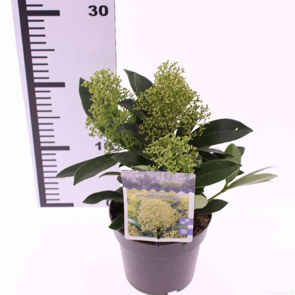 Picture of Skimmia japonica Ballerina P13 25CM