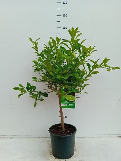 Citrus hystrix