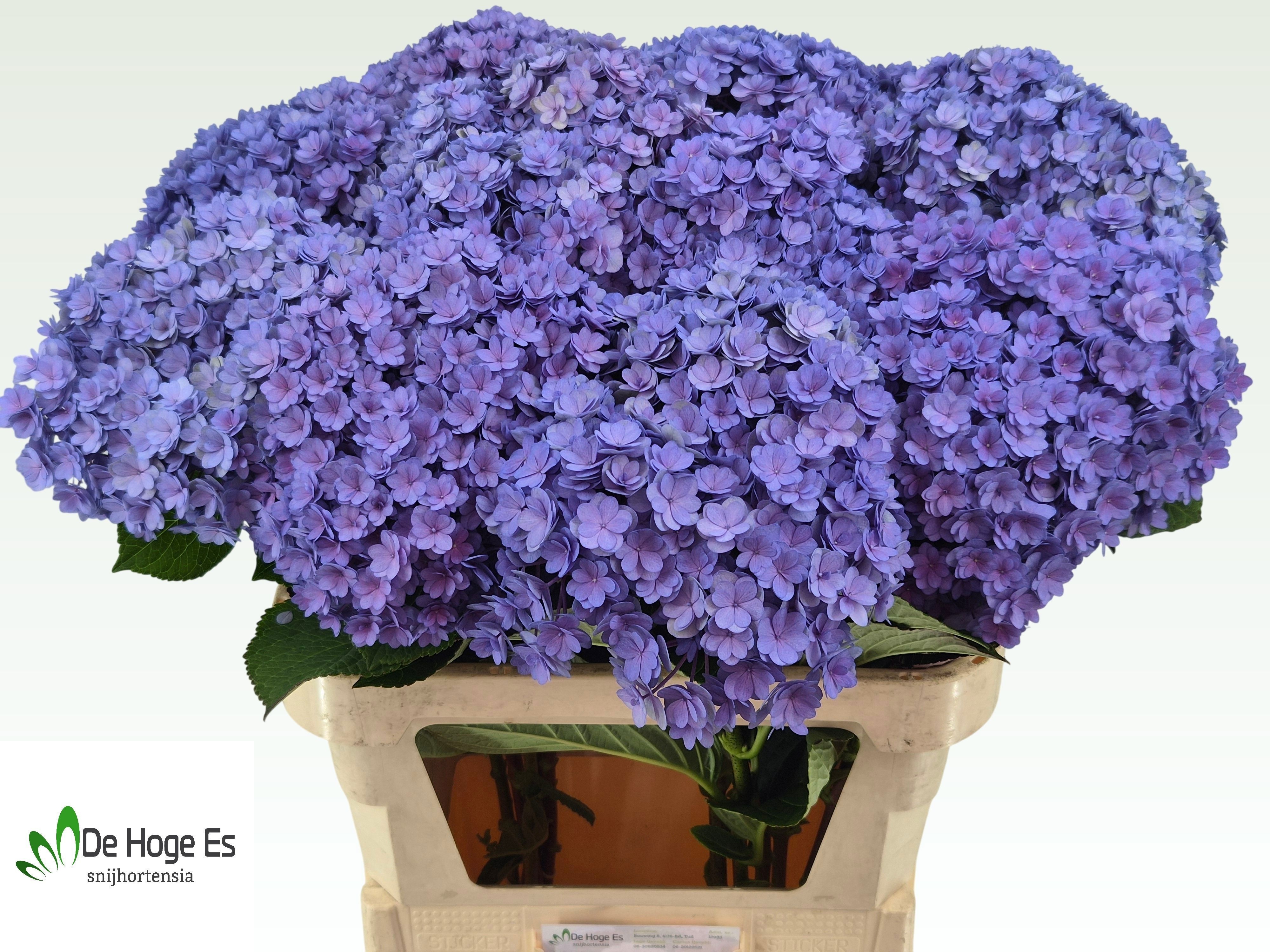 Hydrangea Beau Luxor Blue 80cm 24Ø