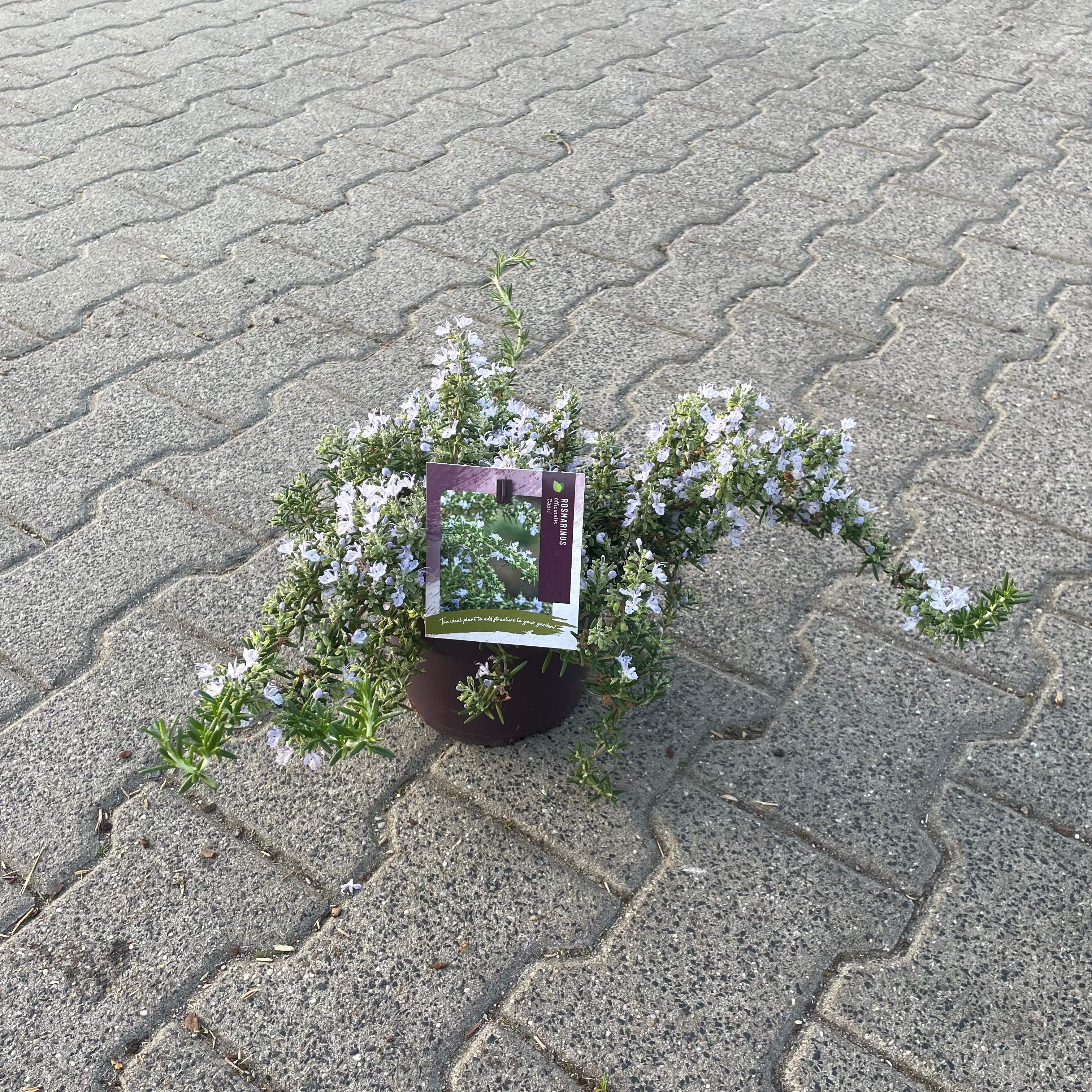 Rosmarinus officinalis 'Capri'