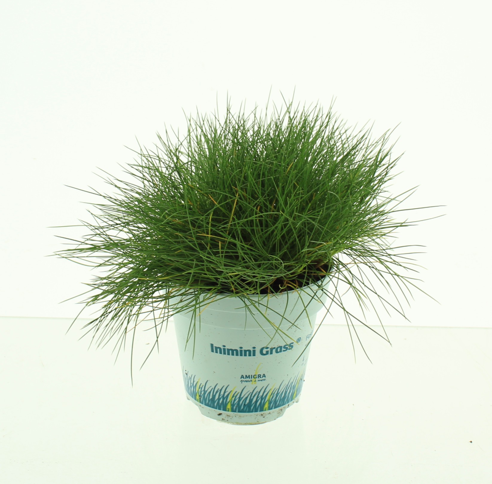 Picture of Festuca gautieri AmiGreen®